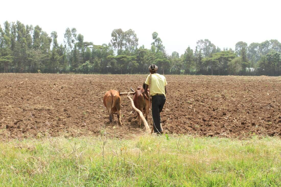 Horn of Africa States Agricultural Production ,Horn of Africa States , Agriculture,