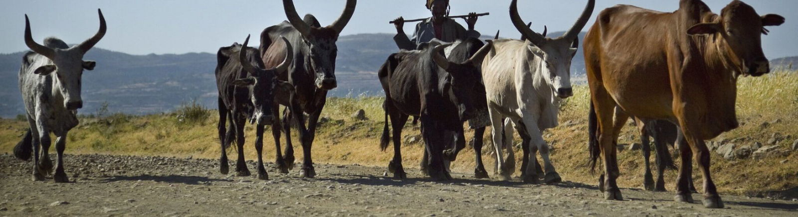 Horn of Africa States Agricultural Production ,Horn of Africa States , Agriculture,